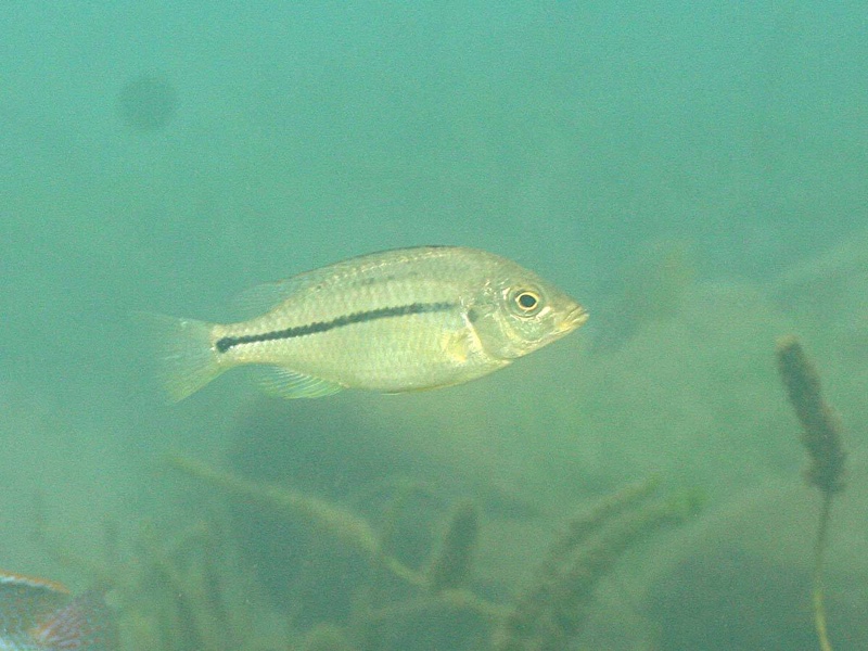 Protomelas similis 'Chiofu'